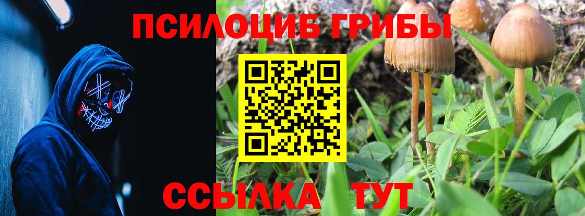 Псилоцибиновые грибы Psilocybine cubensis  Вход с VPN  Чайковский 